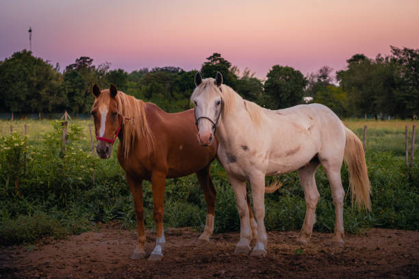 paire de chevaux sur la ferme au coucher du soleil argentine cordoba 2021 - organe interne dun animal photos et images de collection