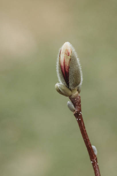 istock Pink and white saucer Magnolia blossoms on a tree in springtime. 1305522223