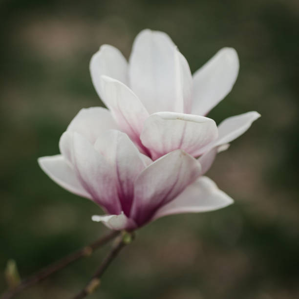 Pink and white saucer Magnolia blossoms on a tree in springtime. in Bridgeport, CT, United States