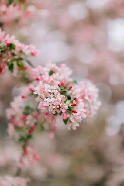 Light and vibrant pink crabapple blossoms in springtime on branch in Bridgeport, CT, United States