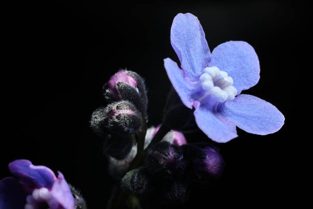 istock Blue Flower Blooming Surrounded by New buds 1305522378