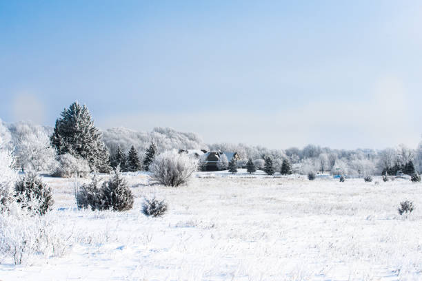 Beautiful rural winter scene with snow covered plants and trees. in Rockford, MN, United States