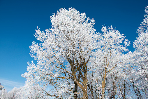 Beautiful frost and snow covered trees against blue sky in winter. in Rockford, MN, United States