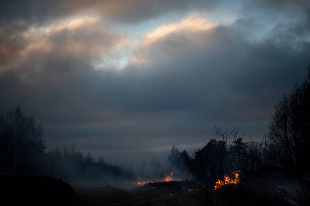istock Dry grass burning in the forest and meadows, evening sunset 1305522603