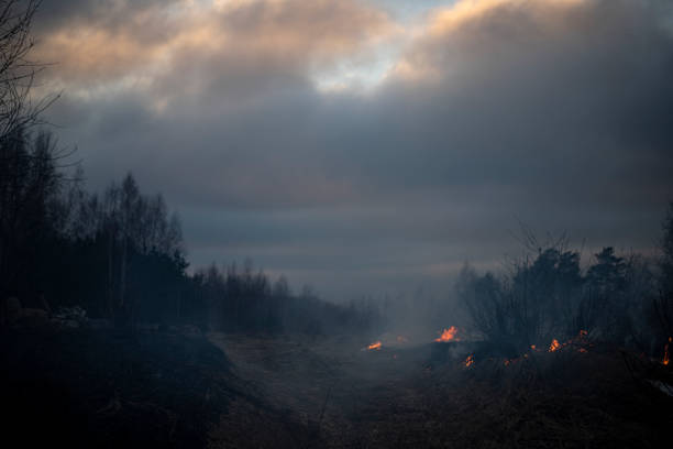 istock Dry grass burning in the forest and meadows, evening sunset 1305522677