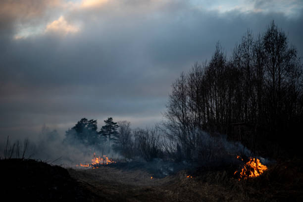 istock Dry grass burning in the forest and meadows, evening sunset 1305522692