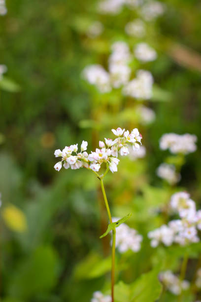 istock Buckwheat (also know Fagopyrum Mill)  field covered with snow-white bloom 1305523022