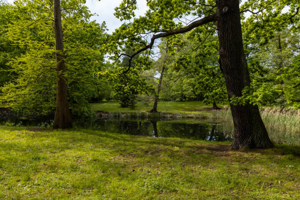 istock High old trees and bushes around small pond with reflection in water 1305523103