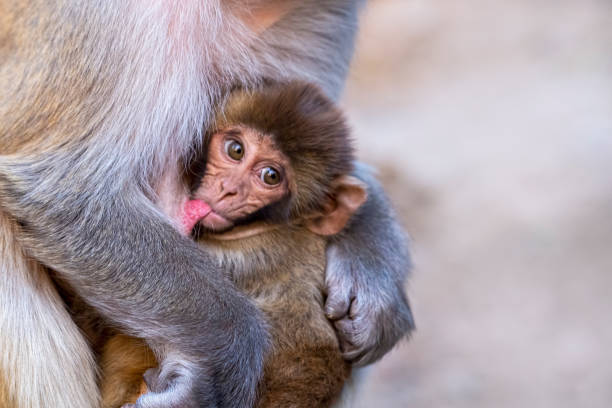 istock Portrait of Macaques. 1305523693