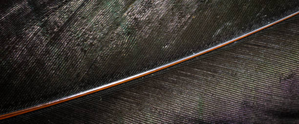 istock macro photo black rooster feathers. background or texture 1305523865
