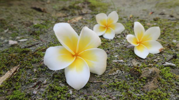 istock Yellow frangipani in the yard 1305524061
