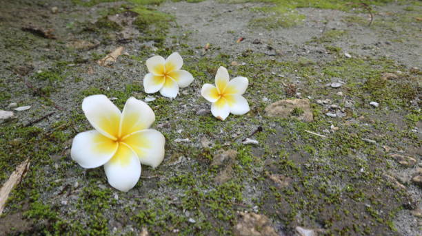 istock Yellow frangipani in the yard 1305524093
