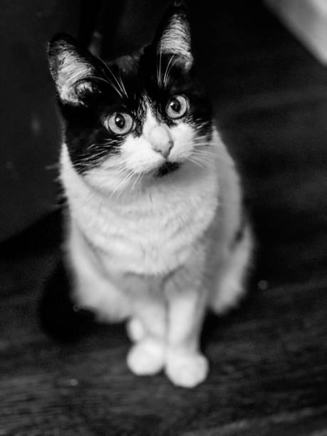istock Laney the black and white cat 1305524393