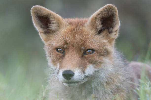 istock Red fox is relaxing in the sand. 1305525189