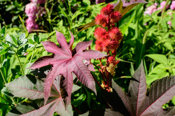 Fresh green organic flowers and leaves of Ricinus communis, the castor bean or castor oil plant in an urban garden, in a summer day,  urban gardening Fresh green organic flowers and leaves of Ricinus communis, the castor bean or castor oil plant in an urban garden, in a summer day,  urban gardening castor oil stock pictures, royalty-free photos & images
