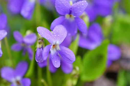 Violets flowers (Viola odorata). Spring flowers with drops of dew