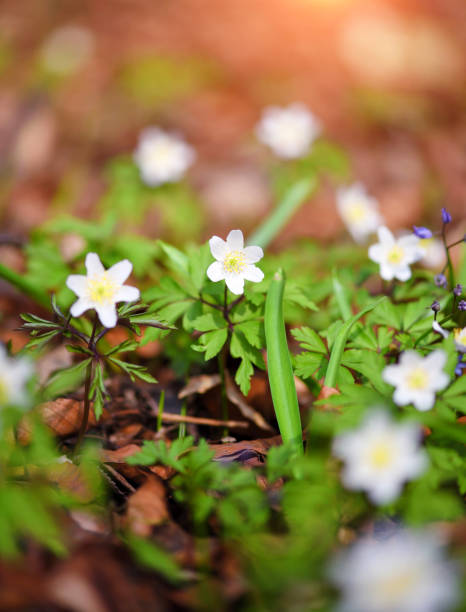 istock Anemone sylvestris. First spring flowers 1305526221
