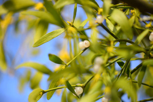 istock Mistletoe with whitw berries - Viscum album White berries on mistletoe 1305526227