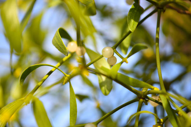 Green mistletoe with berries isolated on white background.