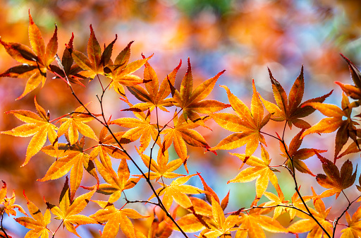 A close-up photo of the colorful branches and leaves of Japanese maple. There is a forest in the background