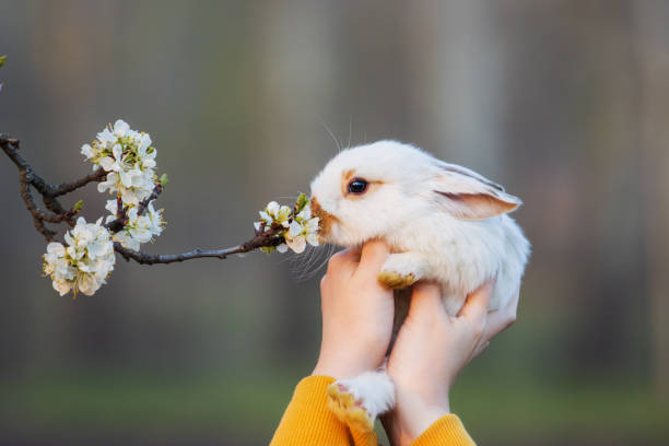 istock girl holding a white rabbit 1305526842