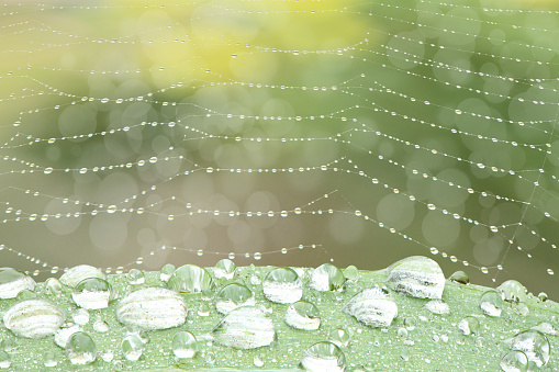 Macro detail of Autumn Rain Droplets Suspended in a spider web in a woodland setting