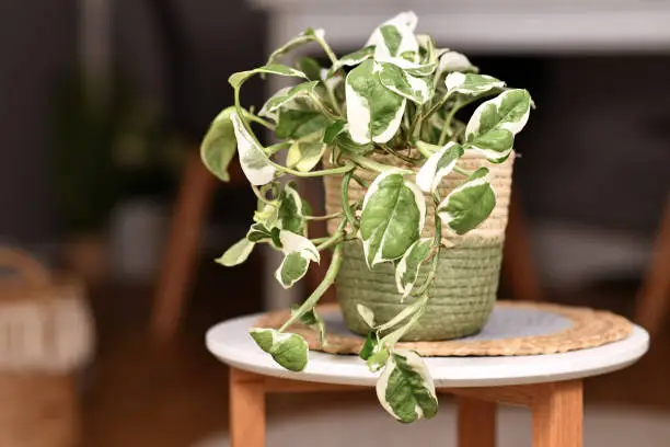 Photo of Tropical 'Epipremnum Aureum N'Joy' pothos houseplant with variegated leaves in basket flower pot on coffee table