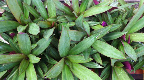 istock Oyster plants for background or wallpaper 1305527798