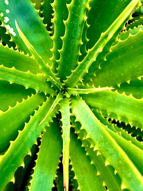 istock Heart of aloe 1305527803