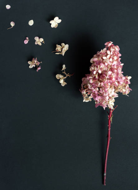 istock Dried hydrangea inflorescence and flying away petals and flowers 1305528692