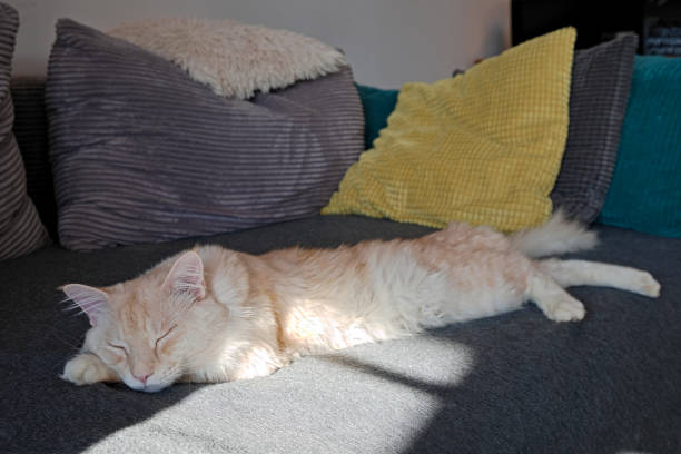 istock The Maine Coon cat sleeps on the sofa 1305529810