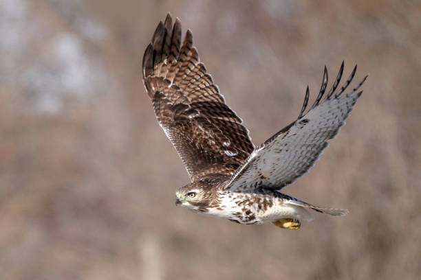 istock Red Tailed Hawks flying against treed sky or plain blue sky 1305529960