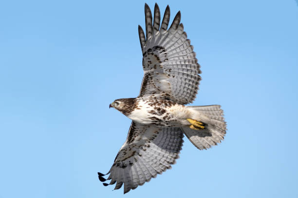 istock Red Tailed Hawks flying against treed sky or plain blue sky 1305529966