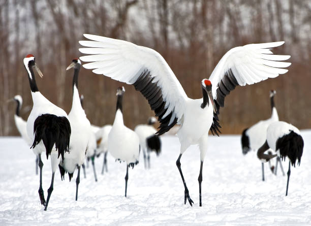 The Red-crowned Crane,  Grus japonensis, also called the Japanese Crane or Manchurian Crane, is a large crane and is the second rarest crane in the world. The estimated population of the species is only 1,500 in the wild, with about 1,000 in China, making stock photo