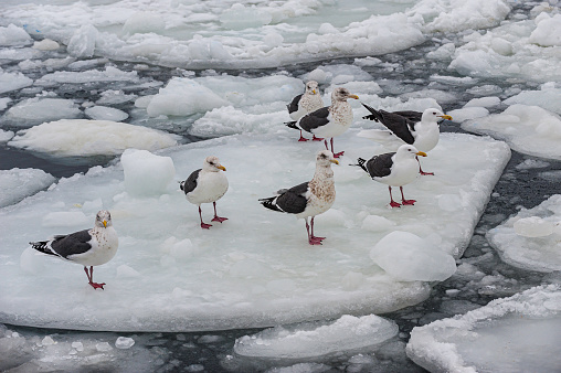 Slaty-backed Gull (Larus schistisagus), is a large white-headed gull. Hokkaido, Japan, Sea of Okhotsk