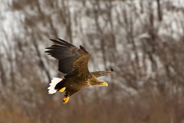 istock The White-tailed Eagle, Haliaeetus albicilla, white-tailed sea eagle.It is a large bird of prey in the family Accipitridae. It is considered a close cousin of the Bald Eagle and occupies the same ecological niche in Eurasia. Kushiro, Hokkaido Island, Japa 1305530453