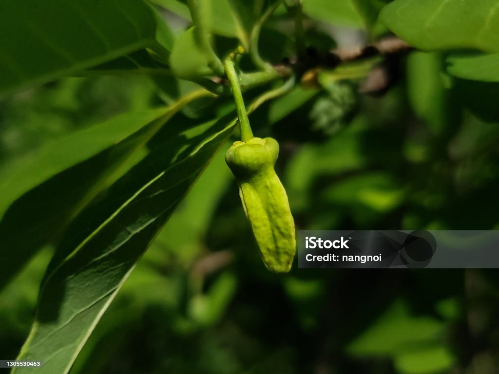 Atemoya flower of Sugar-apple or known as Annona Squamosa"n"n or sweetsop and Custard Apple Agriculture Stock Photo