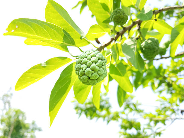 The small Custard Apple or known as Sugar-apple, Annona Squamosa or sweetsop and Custard Apple on the tree The small Custard Apple or known as Sugar-apple, Annona Squamosa or sweetsop and Custard Apple on the tree annona reticulata stock pictures, royalty-free photos & images