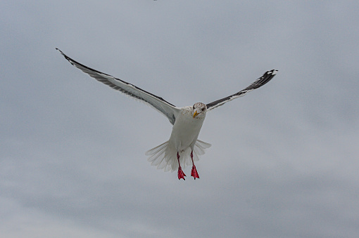 Slaty-backed Gull (Larus schistisagus), is a large white-headed gull. Hokkaido, Japan, Sea of Okhotsk