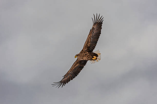 The White-tailed Eagle, Haliaeetus albicilla, white-tailed sea eagle.It is a large bird of prey in the family Accipitridae. It is considered a close cousin of the Bald Eagle and occupies the same ecological niche in Eurasia. Kushiro, Hokkaido Island, Japan. el águila de cola blanca, haliaeetus albicilla, águila marina de cola blanca. es un gran ave rapaz de la familia accipitridae. es considerado un primo cercano del Águila calva y ocupa el mismo nicho ecológico en eurasia. kushiro, isla hokkaido, japa