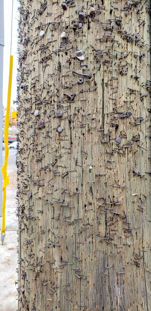 istock Electric Pole covered with nails and staples 1305530572