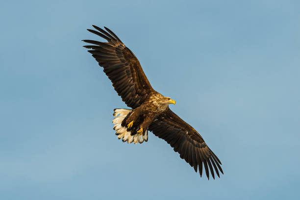 The White-tailed Eagle, Haliaeetus albicilla, white-tailed sea eagle.It is a large bird of prey in the family Accipitridae. It is considered a close cousin of the Bald Eagle and occupies the same ecological niche in Eurasia. Kushiro, Hokkaido Island, Japan.