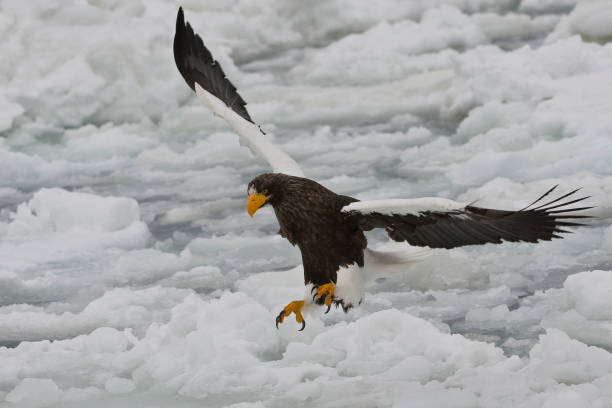 The Steller's Sea Eagle, Haliaeetus pelagicus, is a large bird of prey in the family Accipitridae. This is, on average, the heaviest eagle in the world, as it averages about 6.8 to 9 kg (15 to 20 lb. Steller's Sea-eagle is the biggest bird in the Genus Haliaeetus and is one of the largest raptors overall. Sea of Okhotsk, Hokkaido Island, Japan. el Águila marina del steller, haliaeetus pelagicus, es un gran ave rapaz en la familia accipitridae. este es, en promedio, el águila más pesada del mundo, ya que tiene un promedio de aproximadamente 6,8 a 9 kg (15 a 20 lb. el águila marina de steller