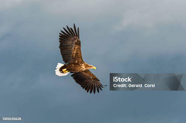 The Whitetailed Eagle Haliaeetus Albicilla Whitetailed Sea Eagleit Is A Large Bird Of Prey In The Family Accipitridae It Is Considered A Close Cousin Of The Bald Eagle And Occupies The Same Ecological Niche In Eurasia Kushiro Hokkaido Island Japa Stock Photo - Download Image Now