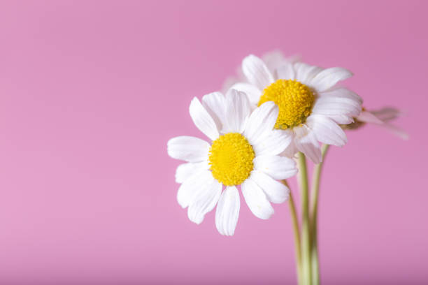 istock Fresh camomile front of the pink background.  Chamomile flower. 1305533349