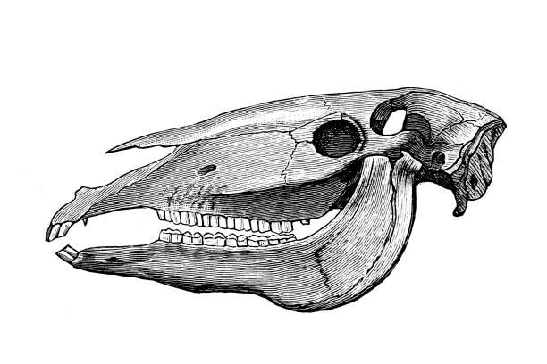 illustrazioni stock, clip art, cartoni animati e icone di tendenza di teschio di cavallo - animal teeth animal skull extinct animal bone