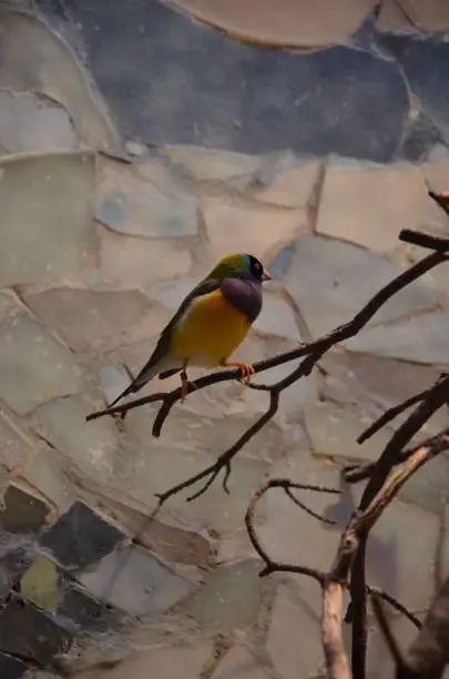 The Gouldian finch (Erythrura gouldiae), also known as the Lady Gouldian finch
