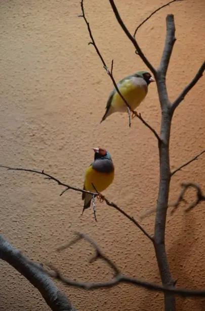 The Gouldian finch (Erythrura gouldiae), also known as the Lady Gouldian finch