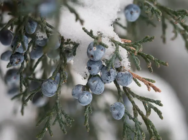 Blue juniper berries of the evergreen tree photographed on a small branch in winter.