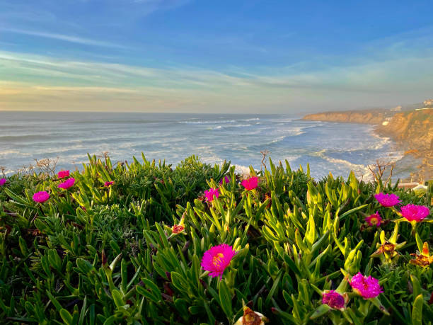 istock Ericeira Beach United Kingdom 1305536788